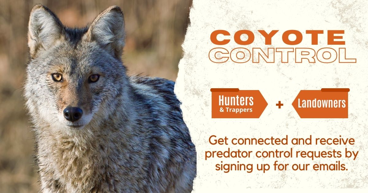 Minnesota Coyote Control