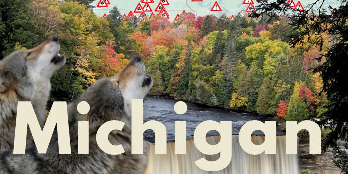 Michigan Wolf Sightings