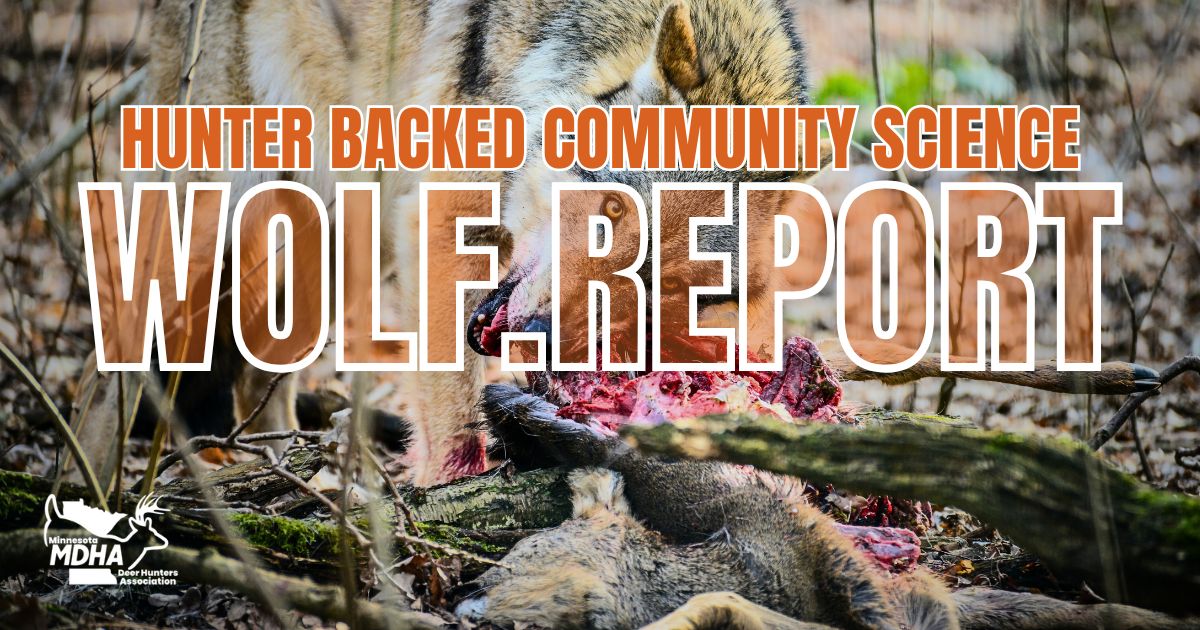 Minnesota Wolf Management