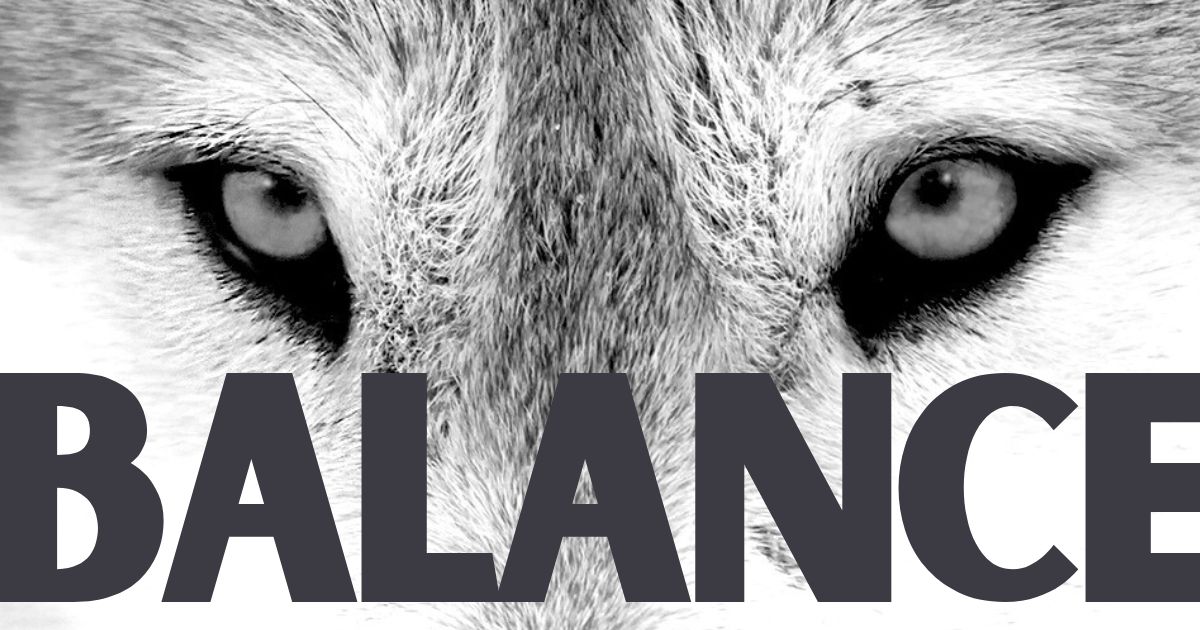 Wolf Management In Minnesota