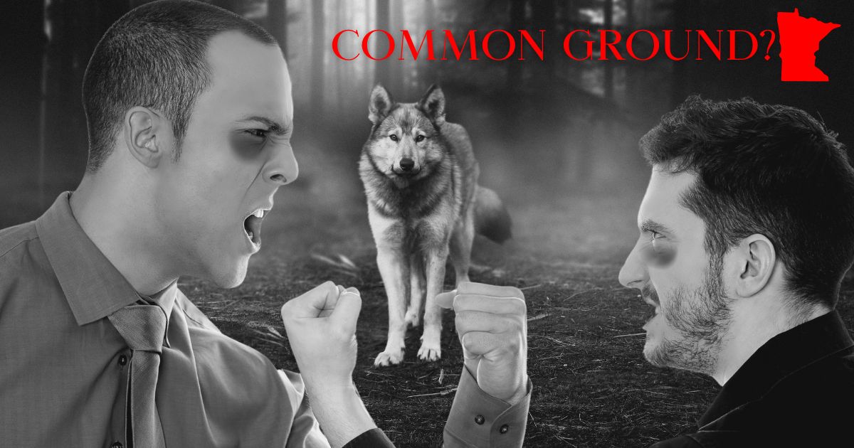 Wolf Management In Minnesota