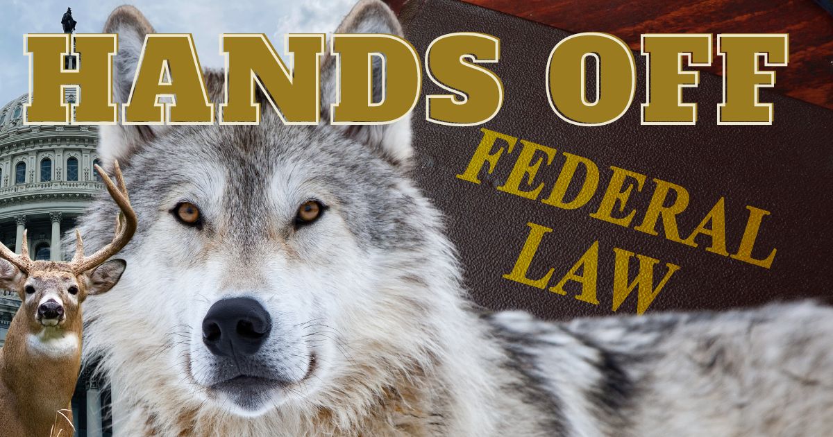 Minnesota Wolf Management