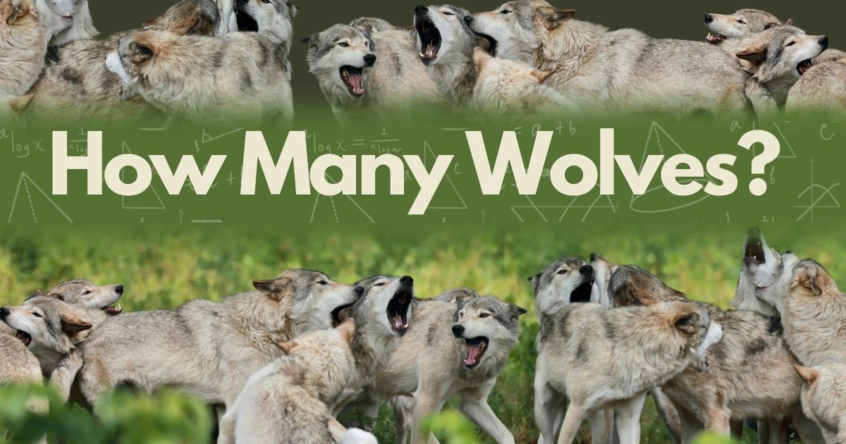 Minnesota Wolf Population Count