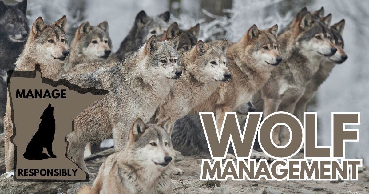 Manage The Gray Wolf
