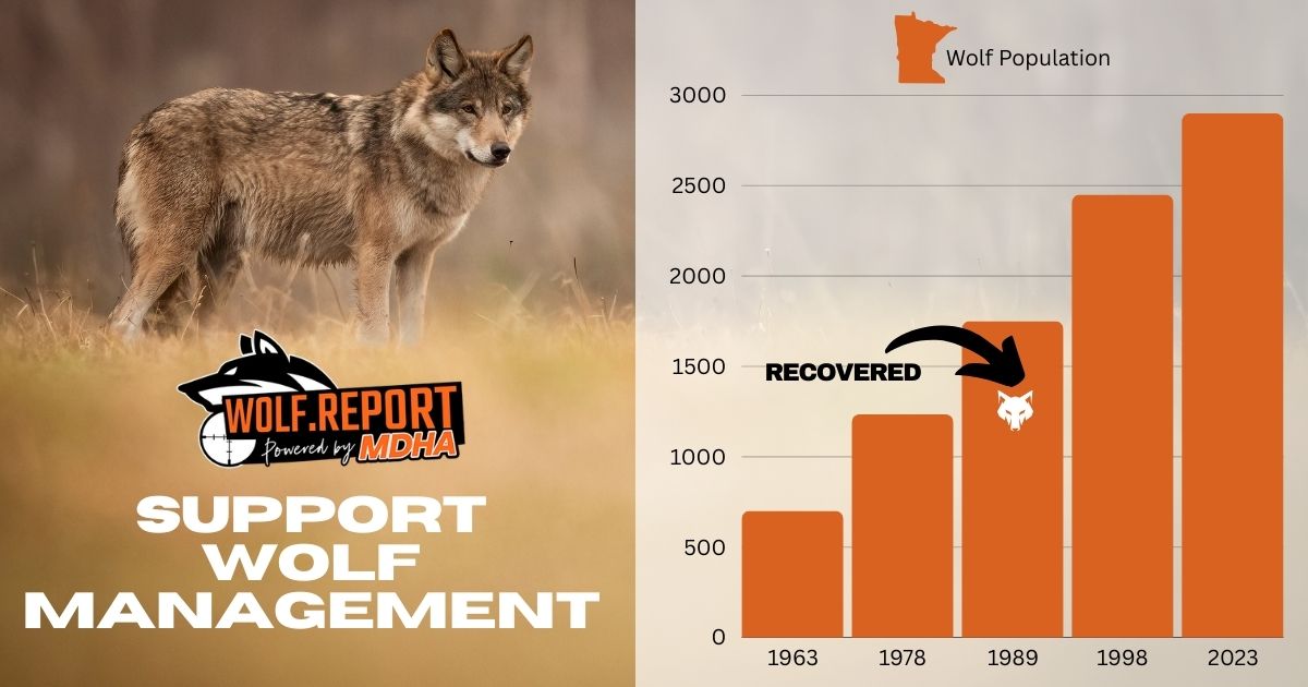 Minnesota Wolf Recovered