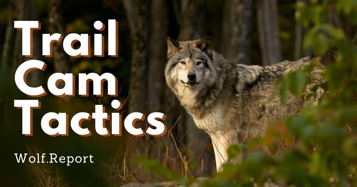 Trail Cam Tactics For Wolves