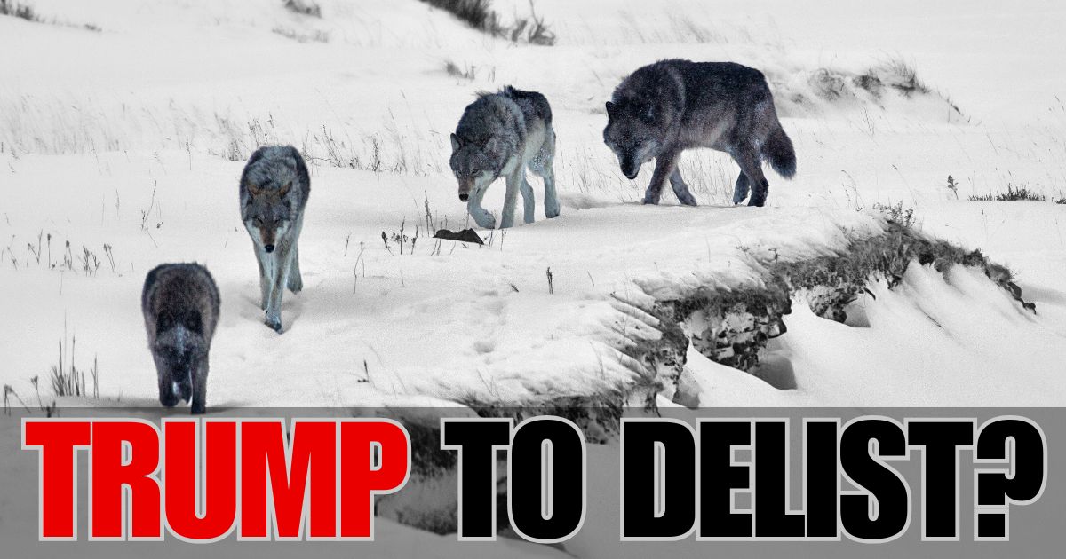 Trump to delist wolves