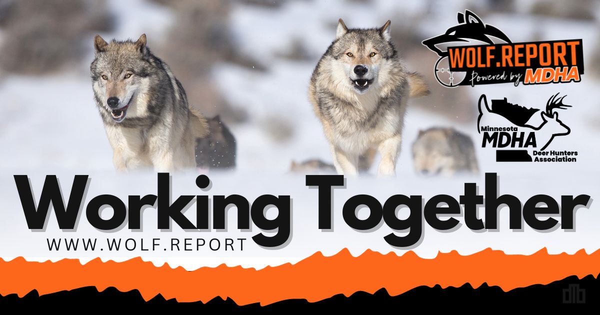Minnesota Wolf Management