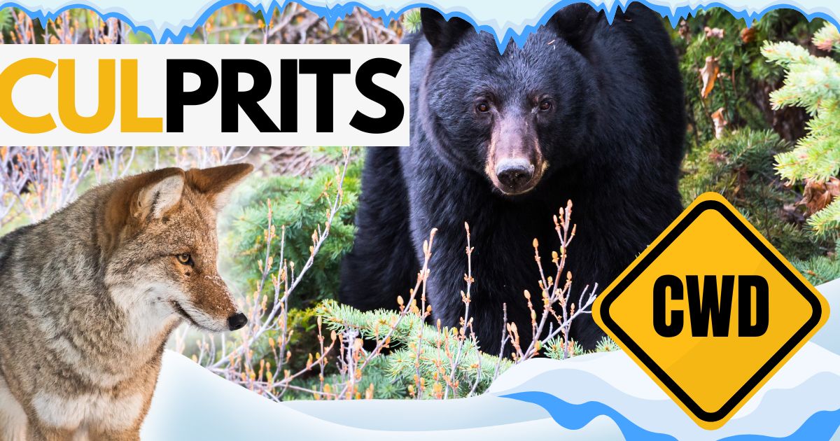 Coyote and Bear Hunting in Minnesota