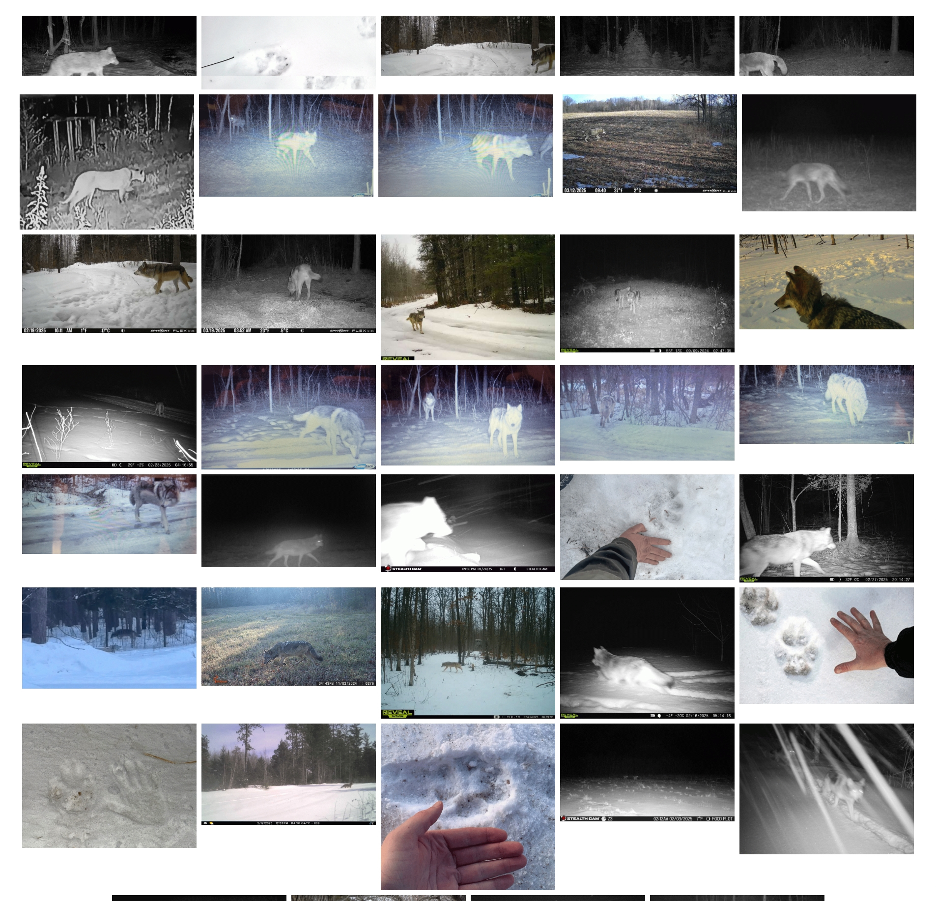 Wolf Reporting in Minnesota